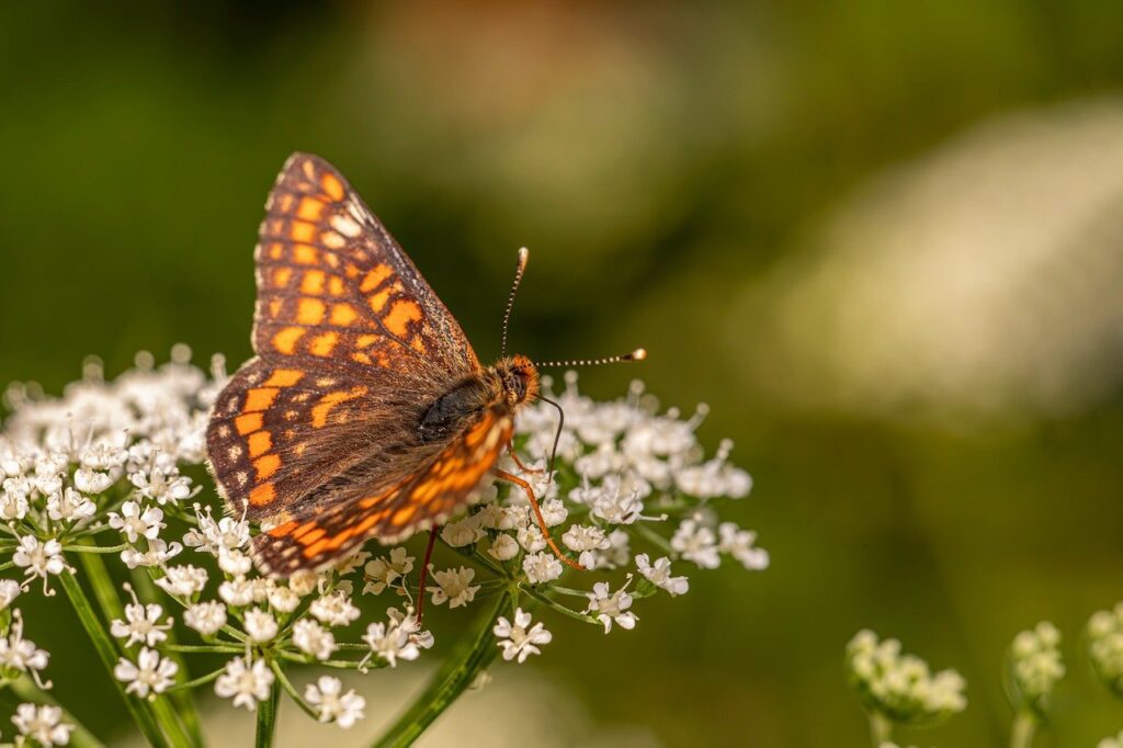 デリケートゾーン整形の口コミで知るべきリアルな体験は？