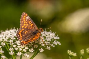 デリケートゾーン整形の口コミで知るべきリアルな体験は？