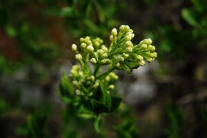 小陰唇縮小の料金が安いクリニックはどこですか？