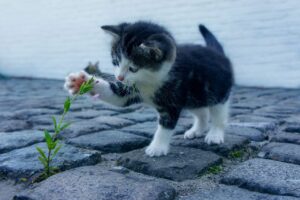 小陰唇の黒ずみを美白するクリームはどれがおすすめ？